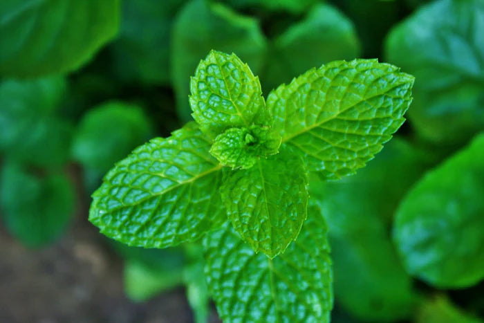 Menta bio (calidad farmacéutica)