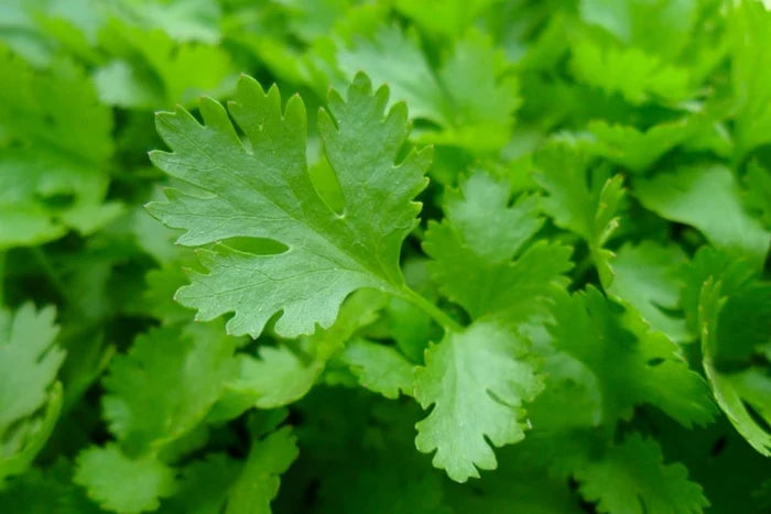 Perejil bio (hojas enteras)