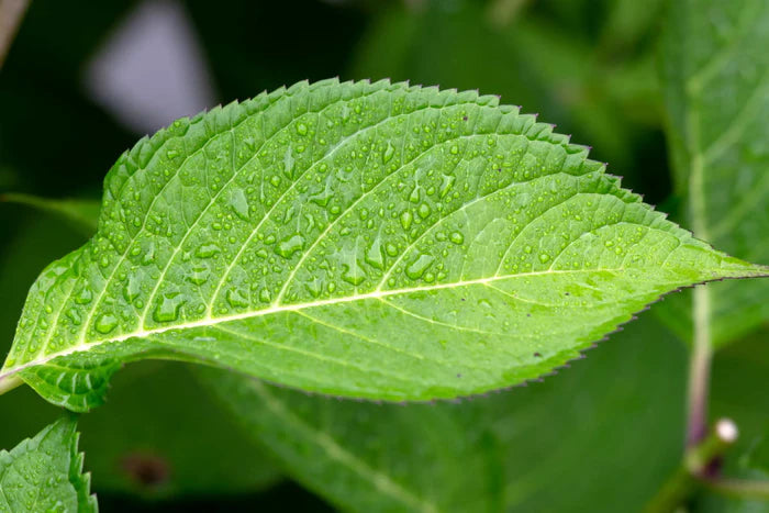 Clorofila (origen vegetal certificado)